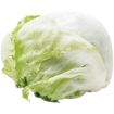 MODEL LETTUCE ICEBERG PP