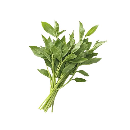 MODEL HERBS BASIL PP