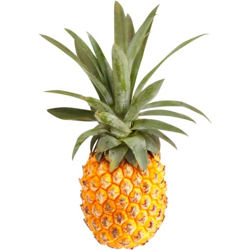MODEL PINEAPPLES